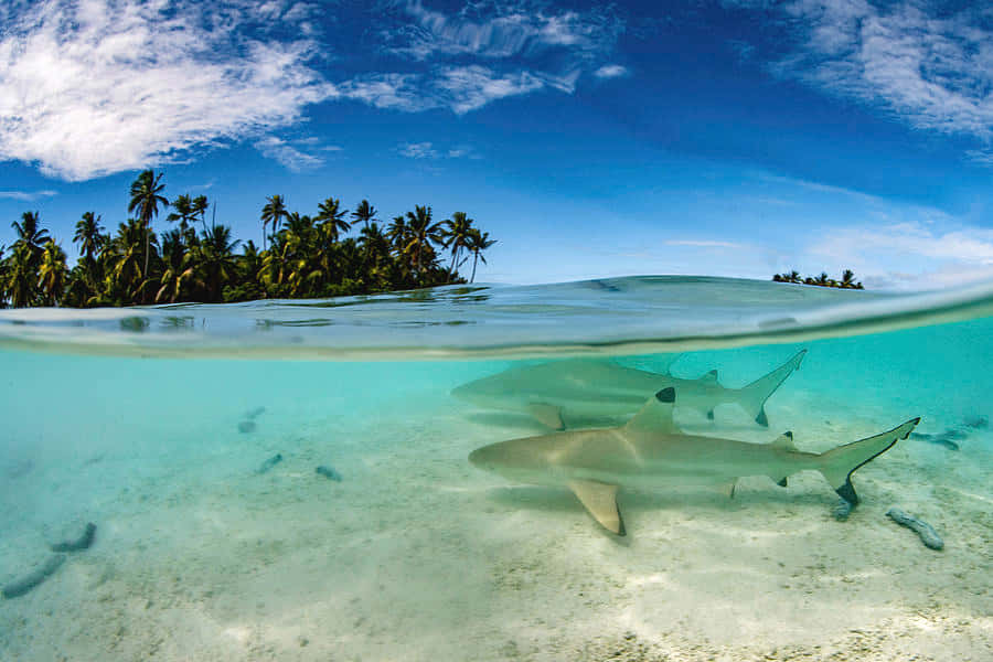 Reef Shark Tropical Island Split View Wallpaper