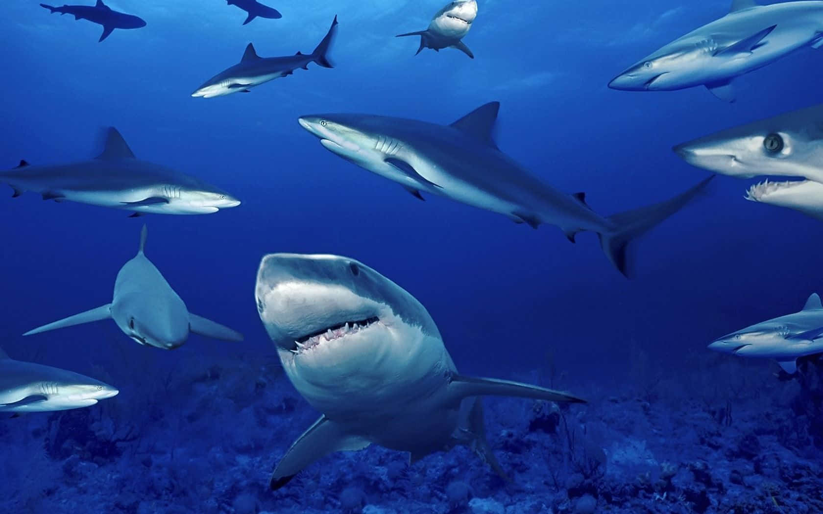 Reef Sharks Schooling Underwater Wallpaper