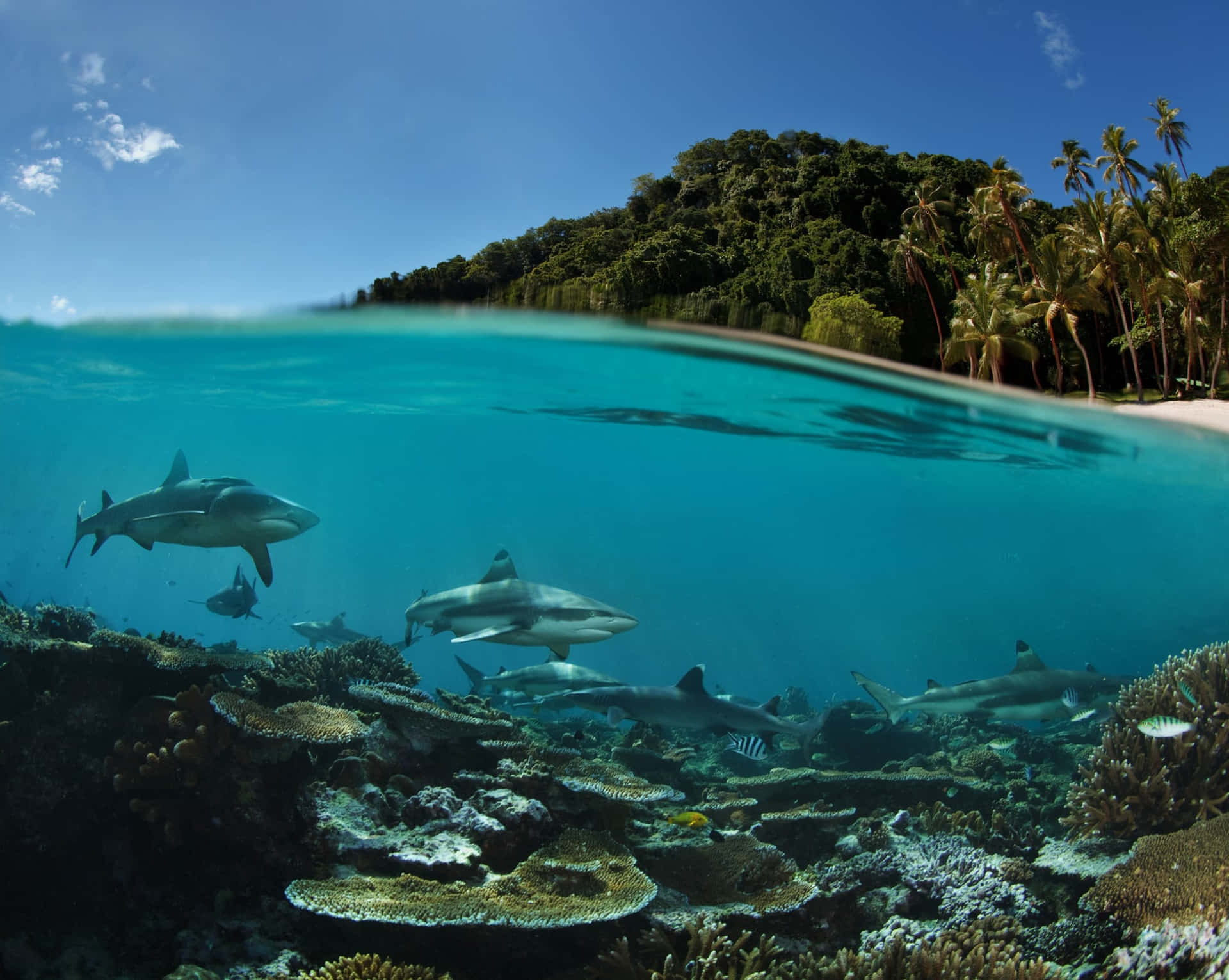 Reef Sharks Tropical Island Split View Wallpaper