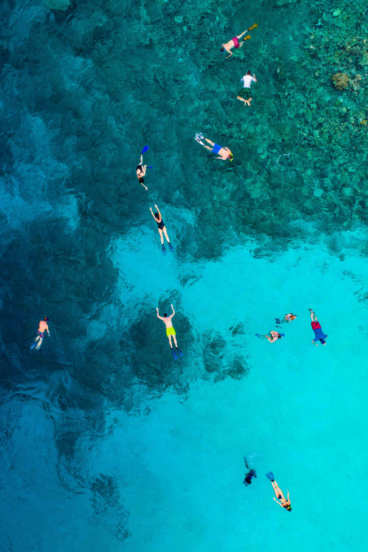 Snorkeling Nella Barriera Corallina Alle Maldive Sfondo