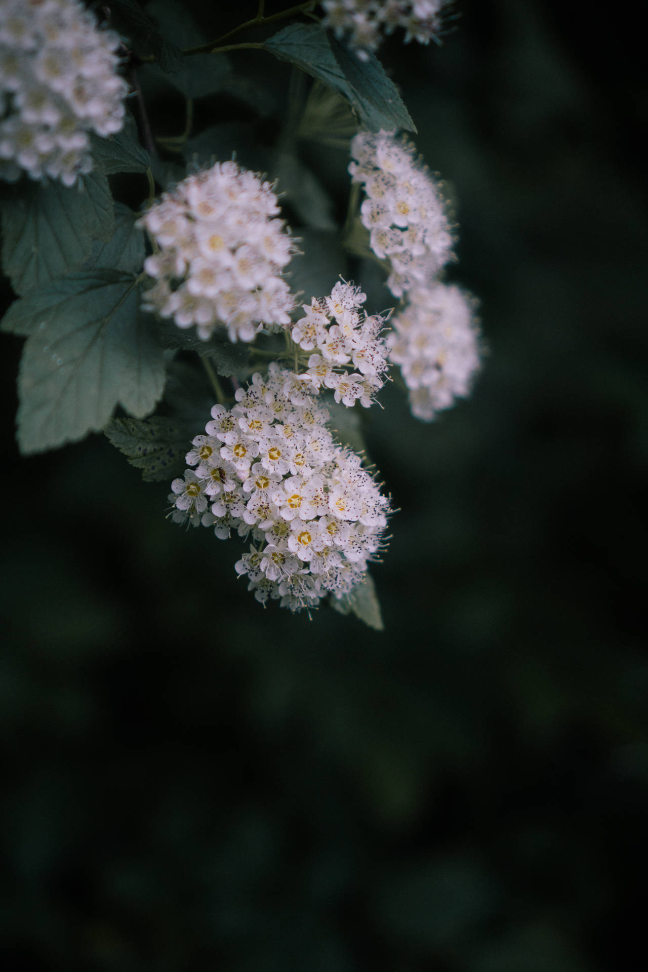 Reeves Spiraea Flower Android Wallpaper