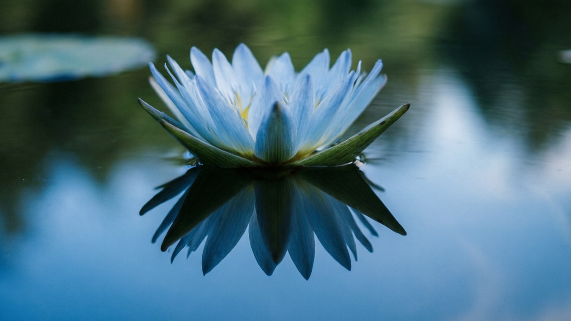 Reflektert lilje Bakgrunner