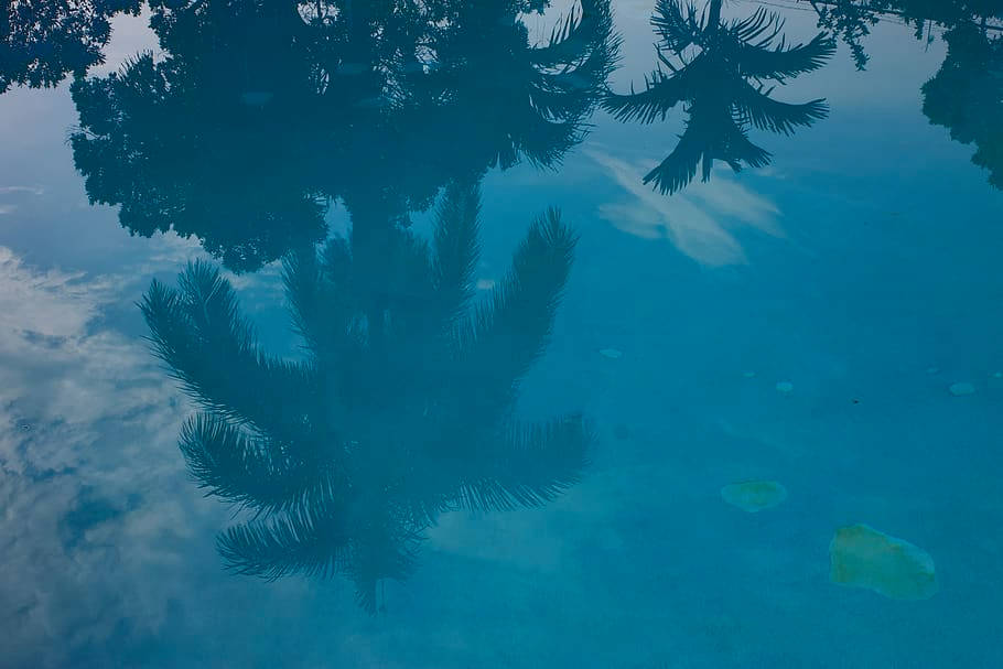 Spiegelungvon Bäumen In Montego Bay Wallpaper