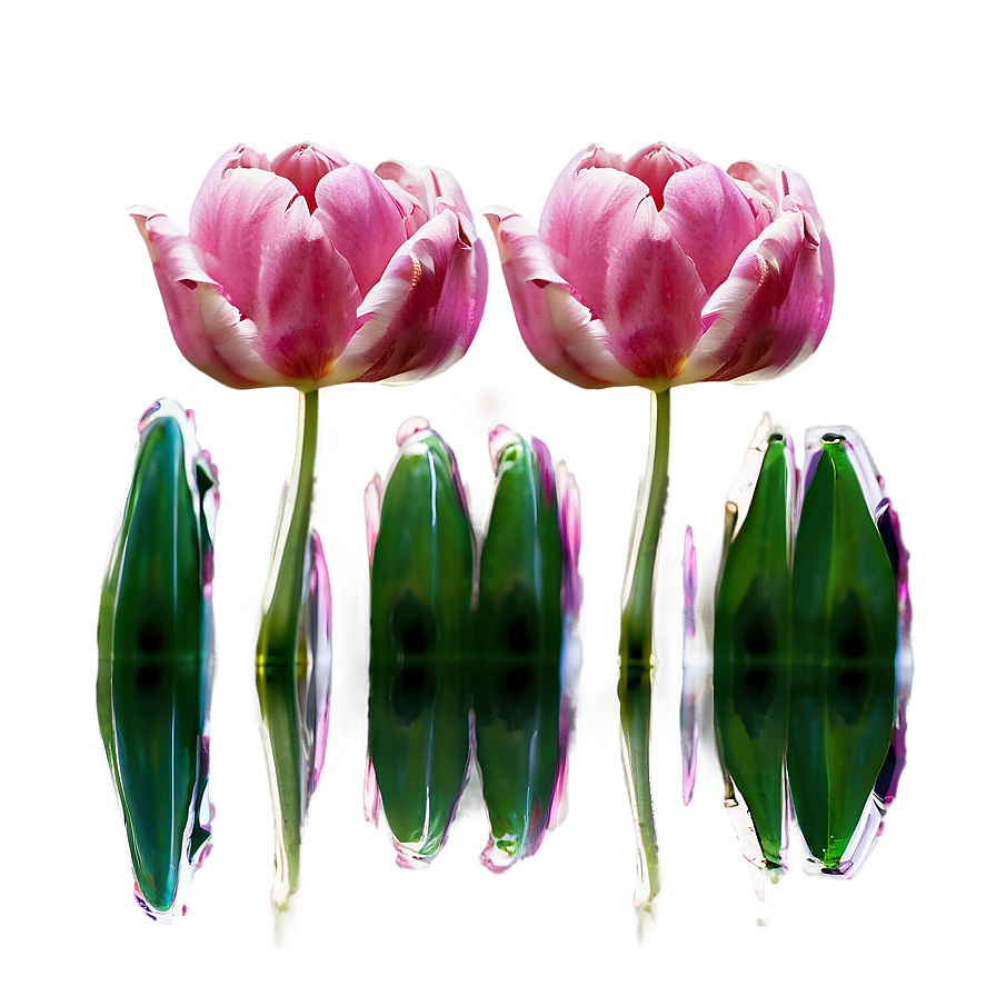 Reflection Of Tulips Png 05242024 PNG