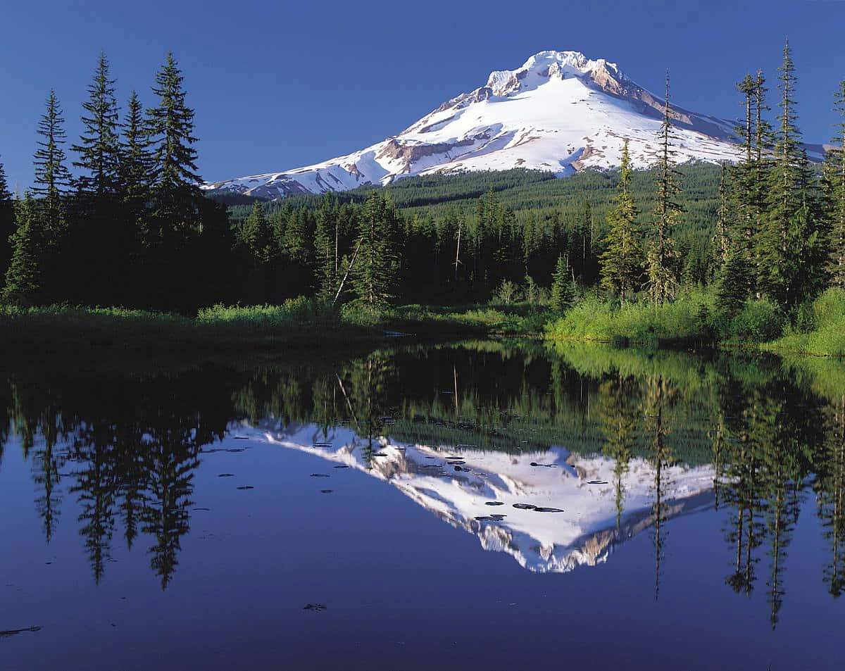 Mount Hood Lake Water Reflection Picture