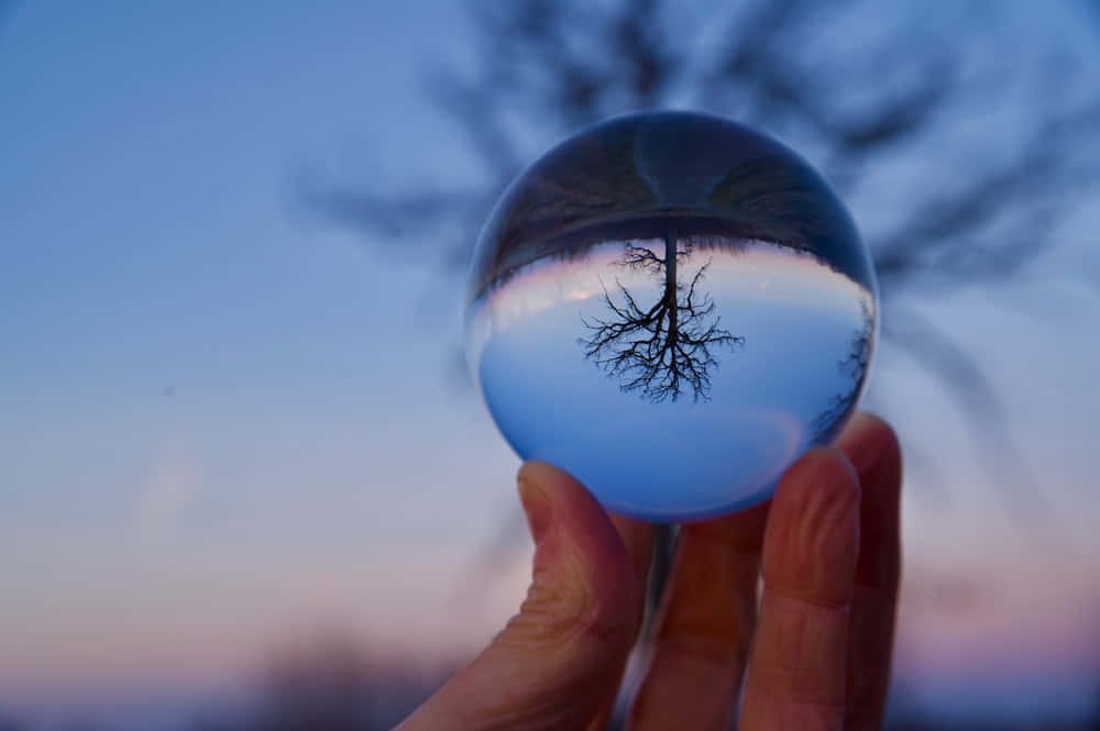 Glass Ball Tree Reflection Picture