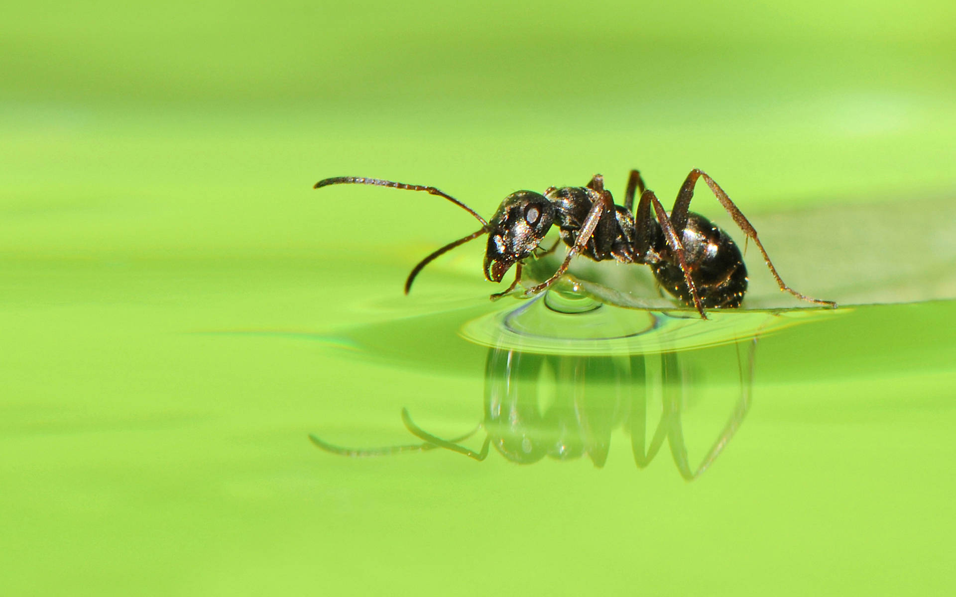 Reflective Ant Wallpaper