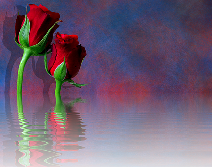 Reflective Red Roses Artistic Background.jpg PNG