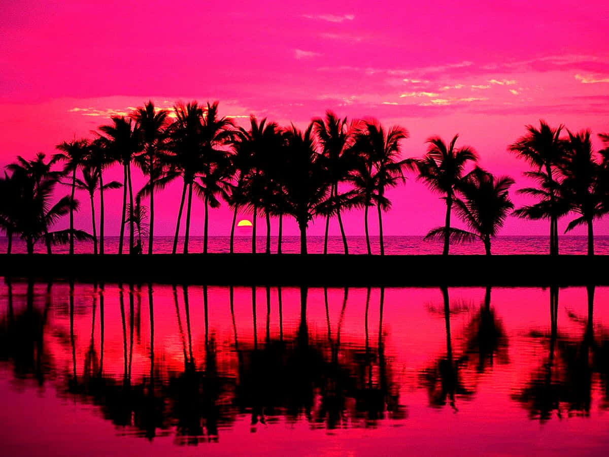 Reflective Sunset With Palm Tree Wallpaper