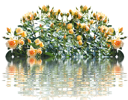 Reflective Yellow Roses Water PNG