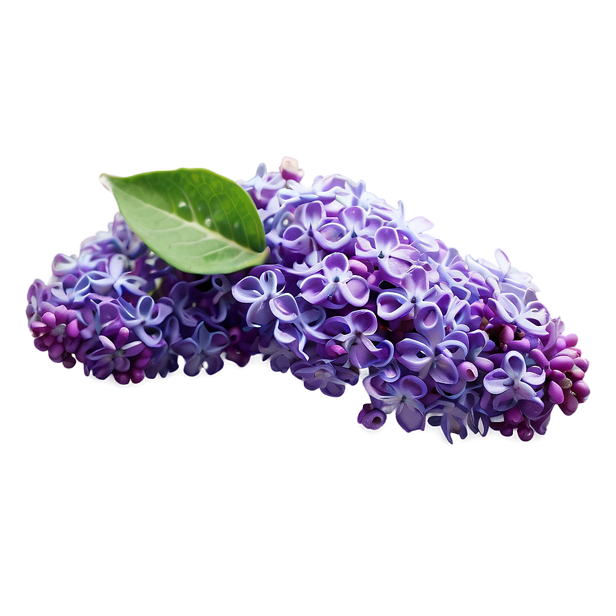 Refreshing Lilac Png 48 PNG