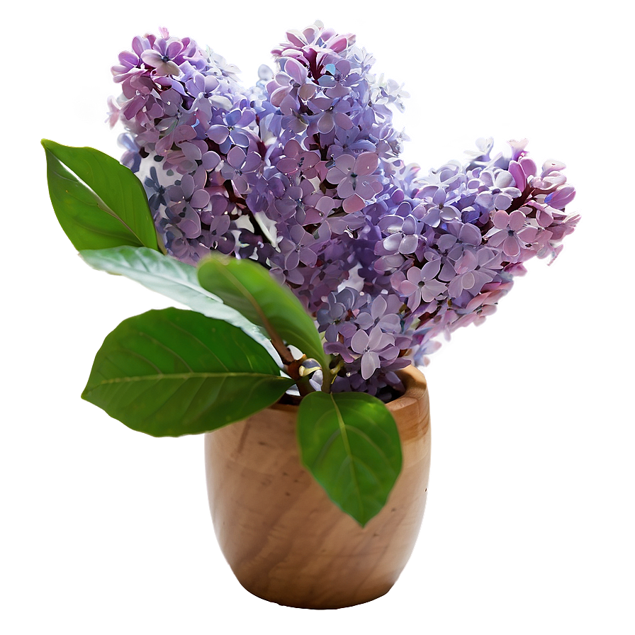 Refreshing Lilac Png Jaw60 PNG