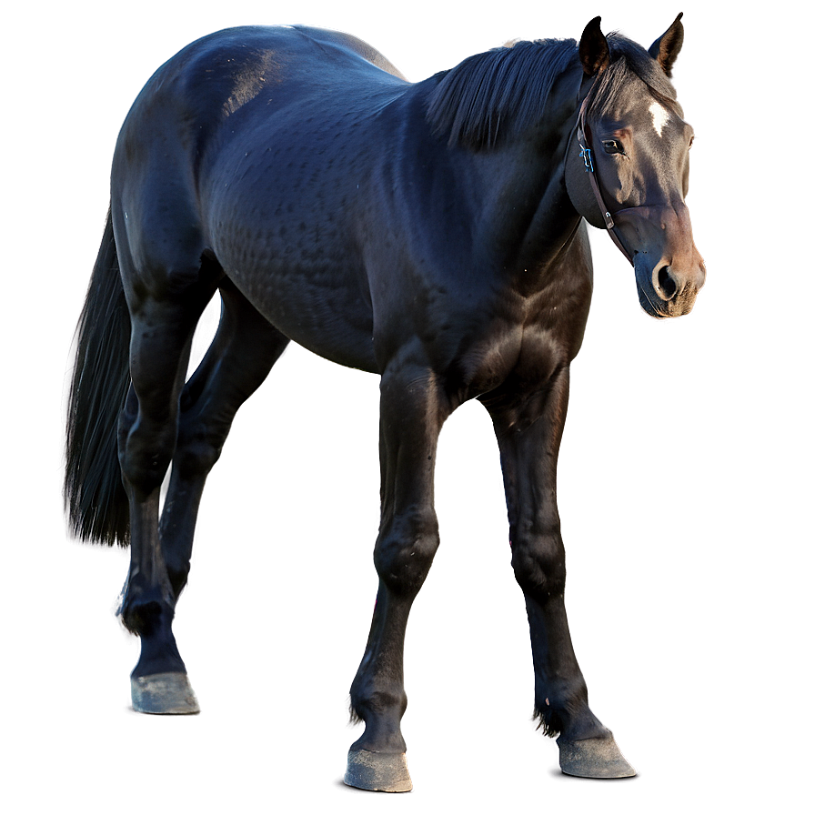 Regal Black Horse Standing Png 06262024 PNG