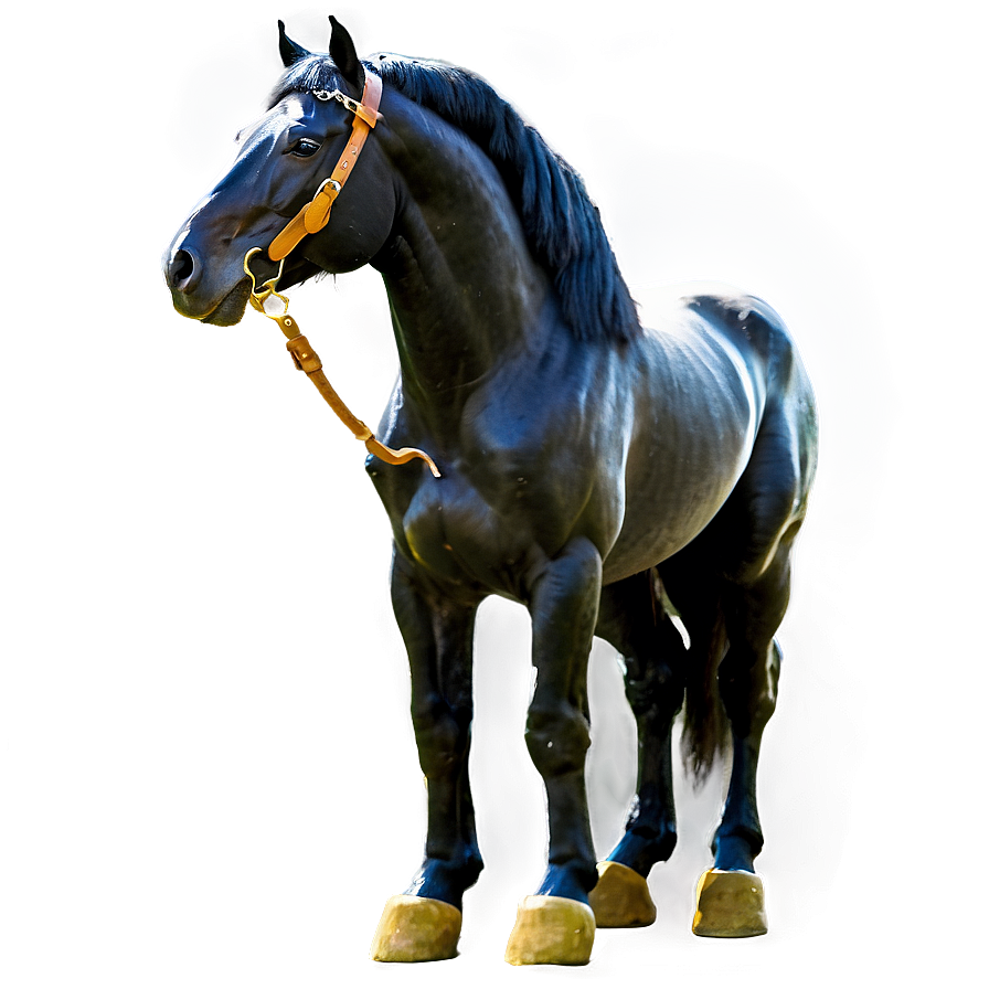 Regal Black Horse Standing Png 17 PNG