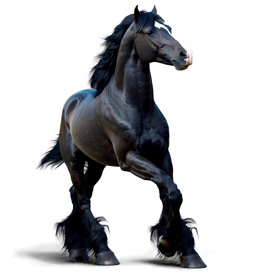 Regal Black Horse Standing Png Pou81 PNG