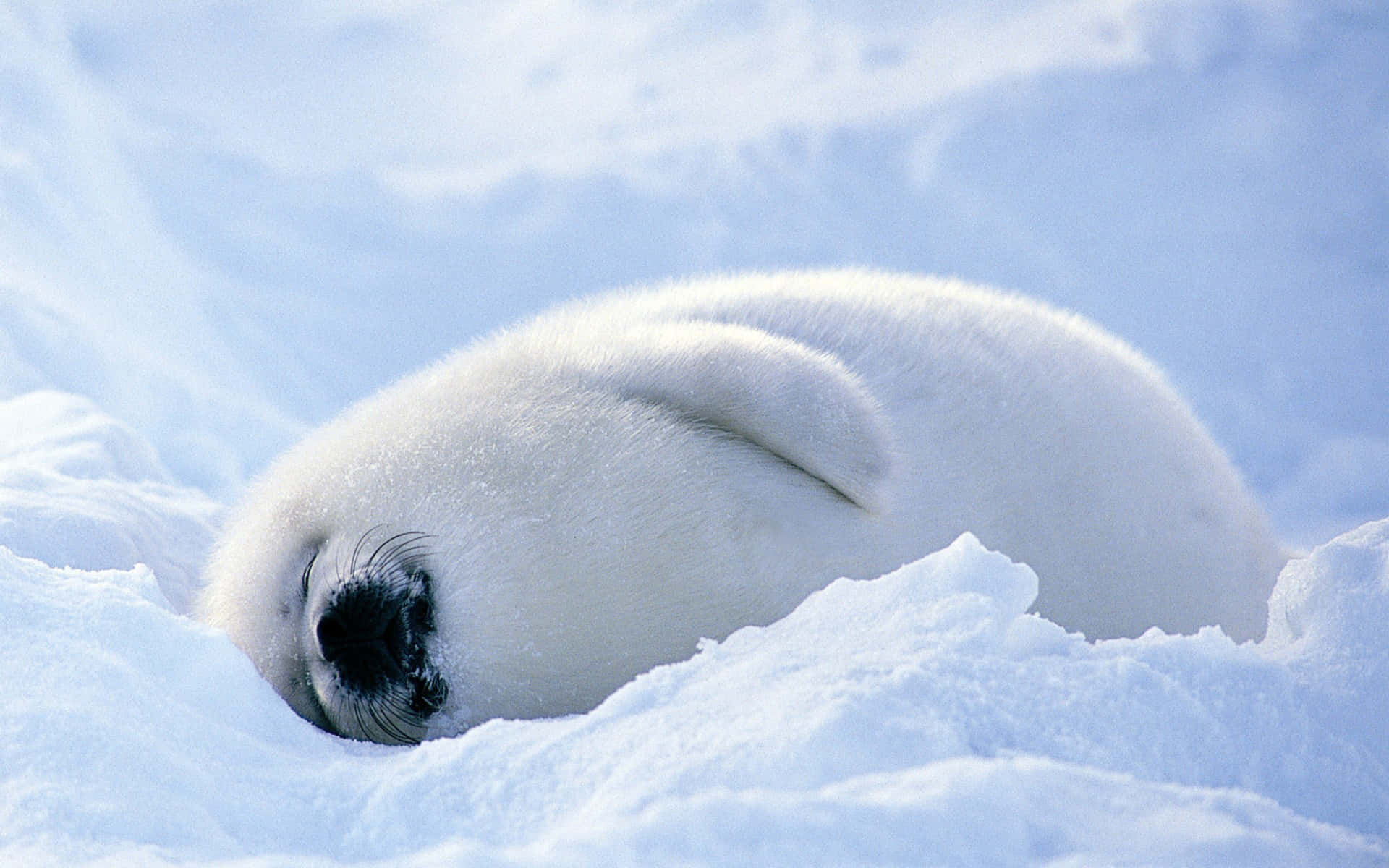 Regal Grey Seal Lounging On Ice Floe Wallpaper