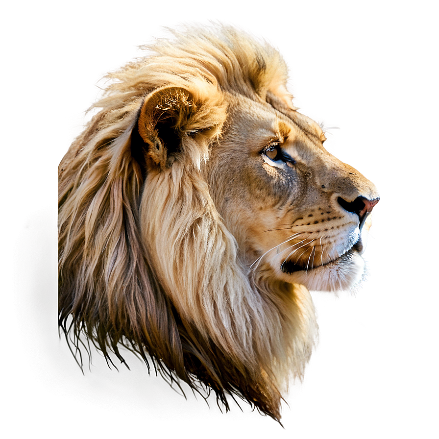 Regal Lion Profile Png 06122024 PNG