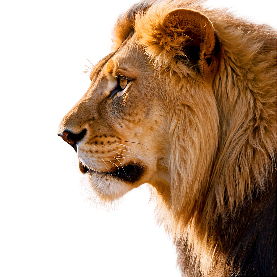 Regal Lion Profile Png Qug43 PNG