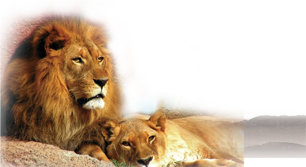 Regal Lionand Lioness Resting PNG