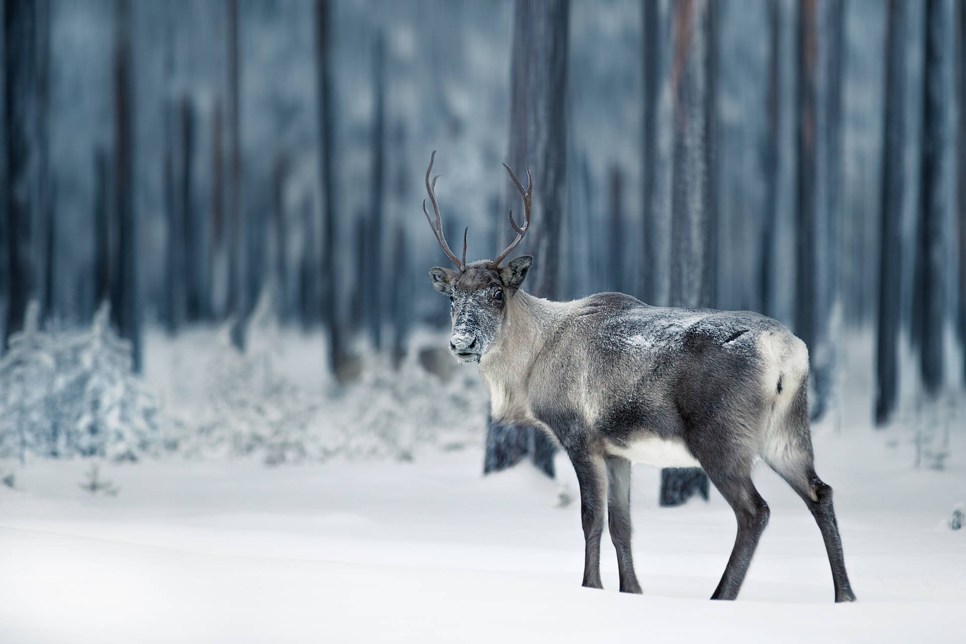 Reindeer At Lapland Finland