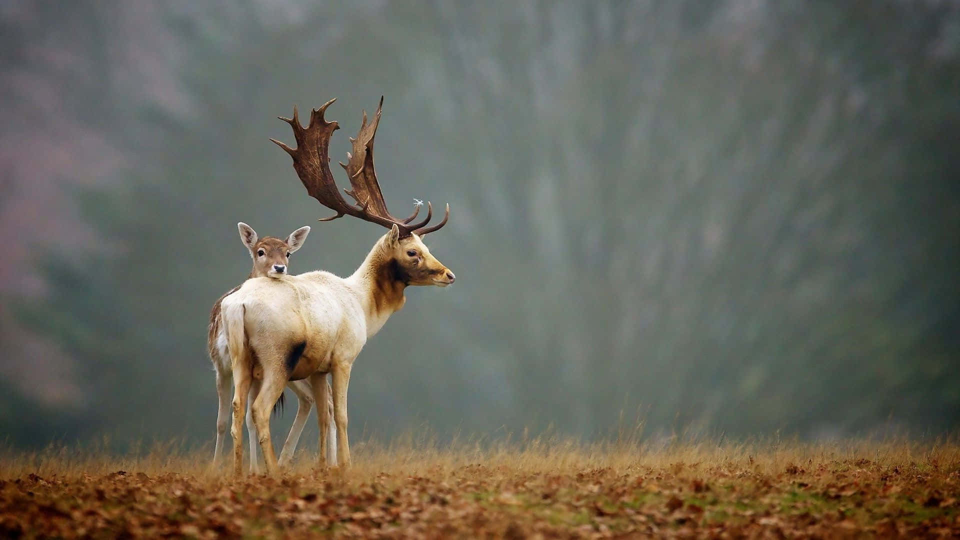 A Deer And A Calf Standing In A Field