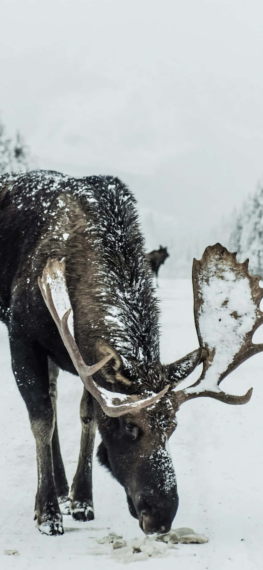 Majestic Reindeer Grazing in a Winter Landscape