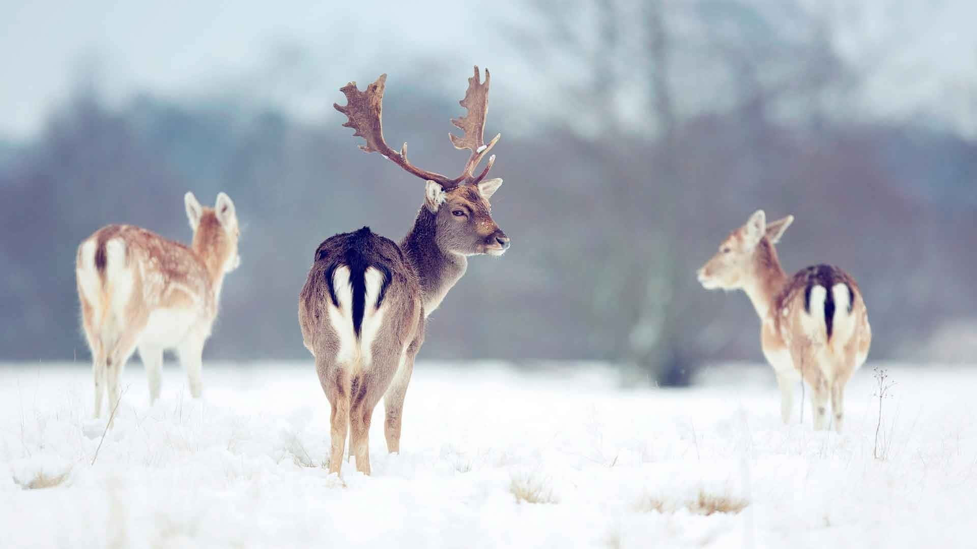 A herd of reindeers in the vast expanse of snow