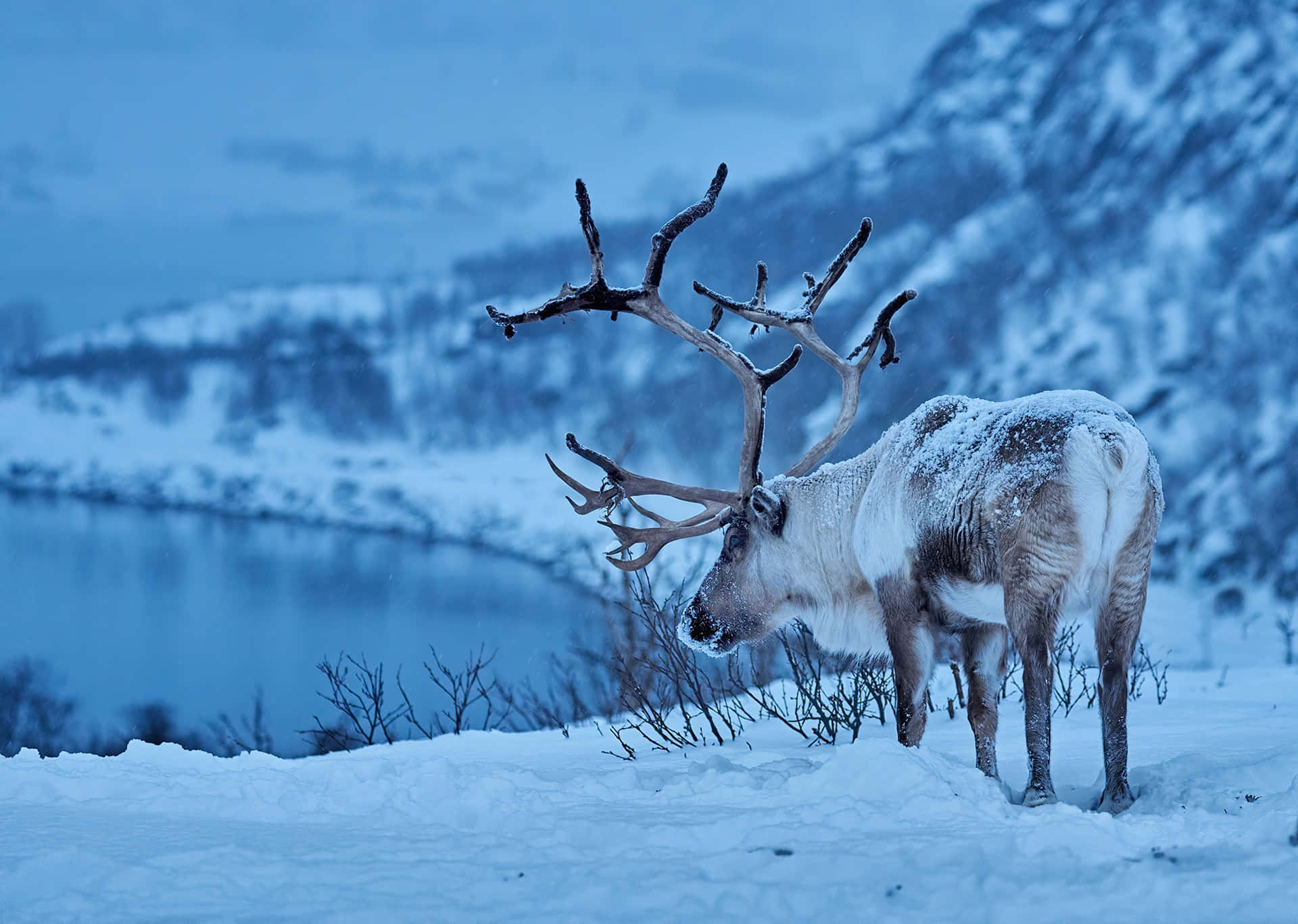 A Red And White Reindeer Standing In A Snowy Forest