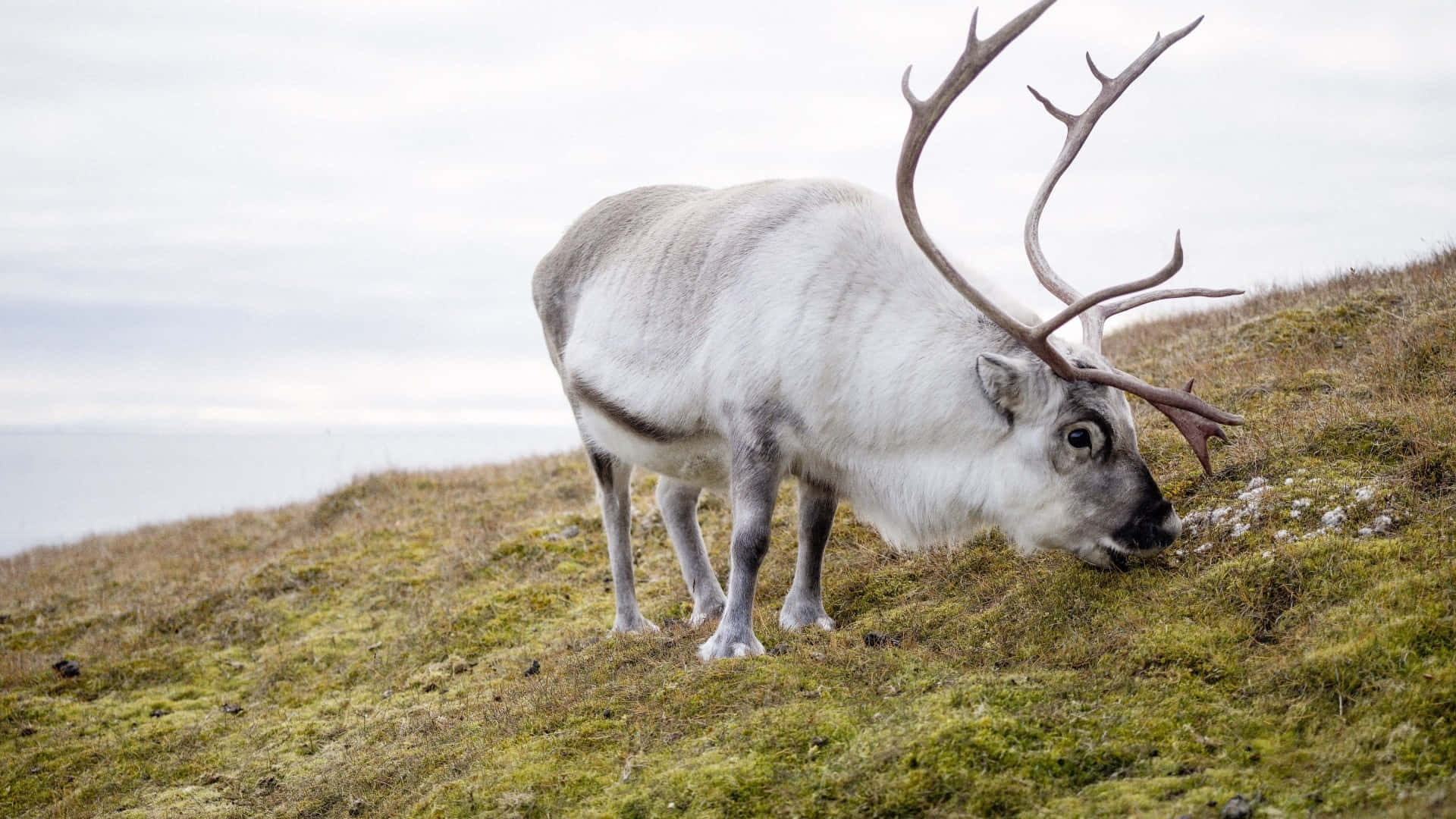 A reindeer grazing in a vibrant meadow.