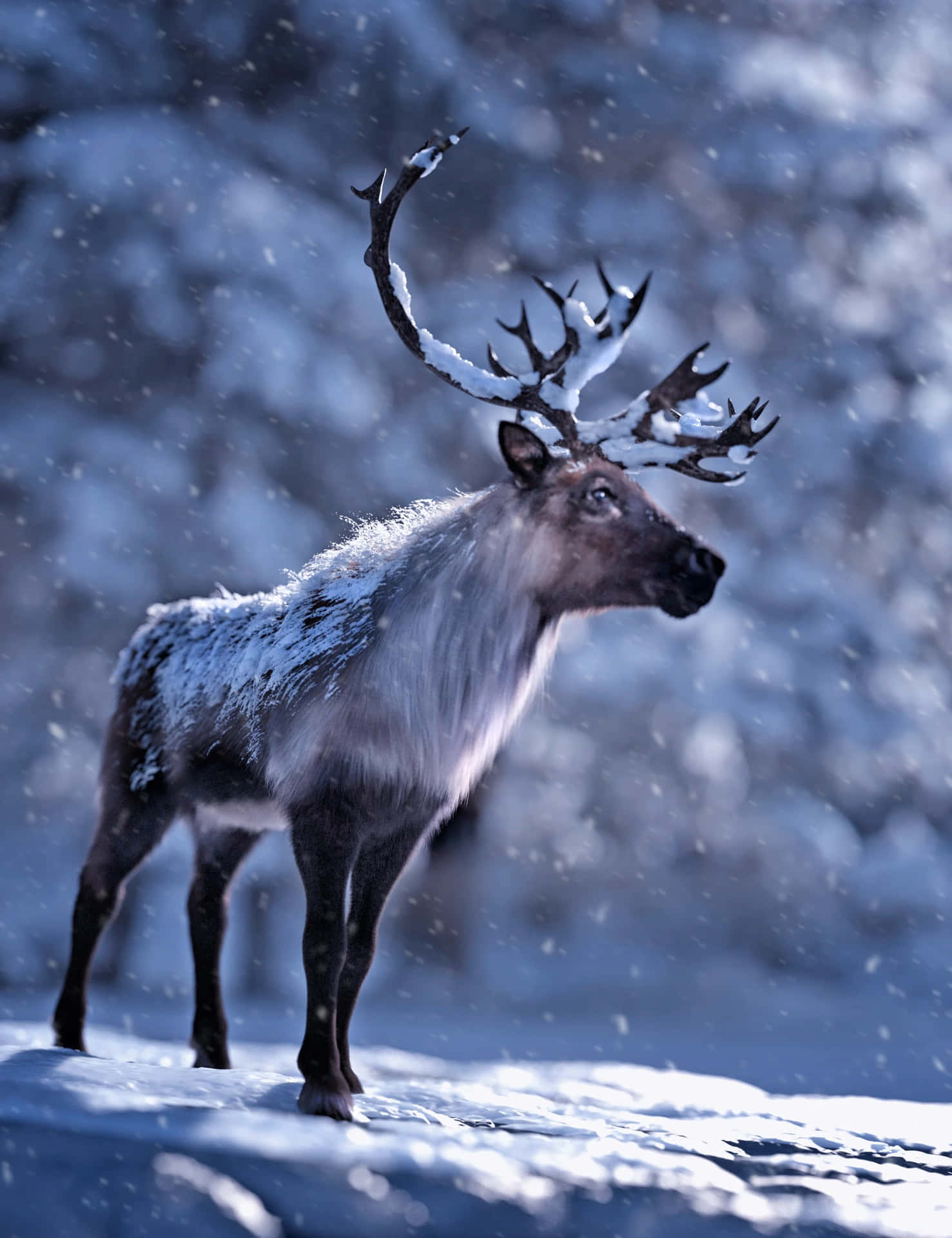 "A magical encounter with a reindeer in its natural habitat"
