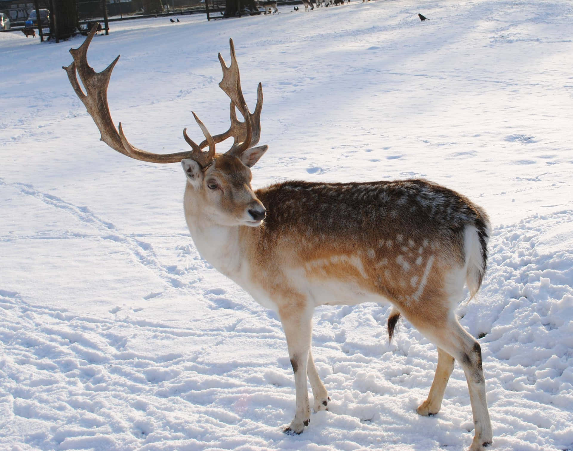 A Reindeer Standing in the Snowy Tundra