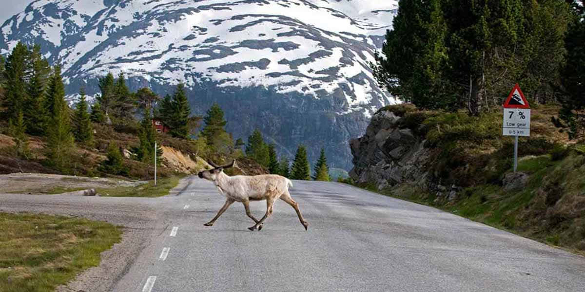 Reindeer Crossing Mountain Road Lillehammer Wallpaper