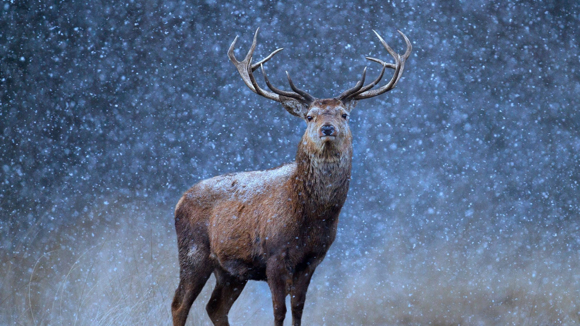 Reindeer In Snow Wallpaper