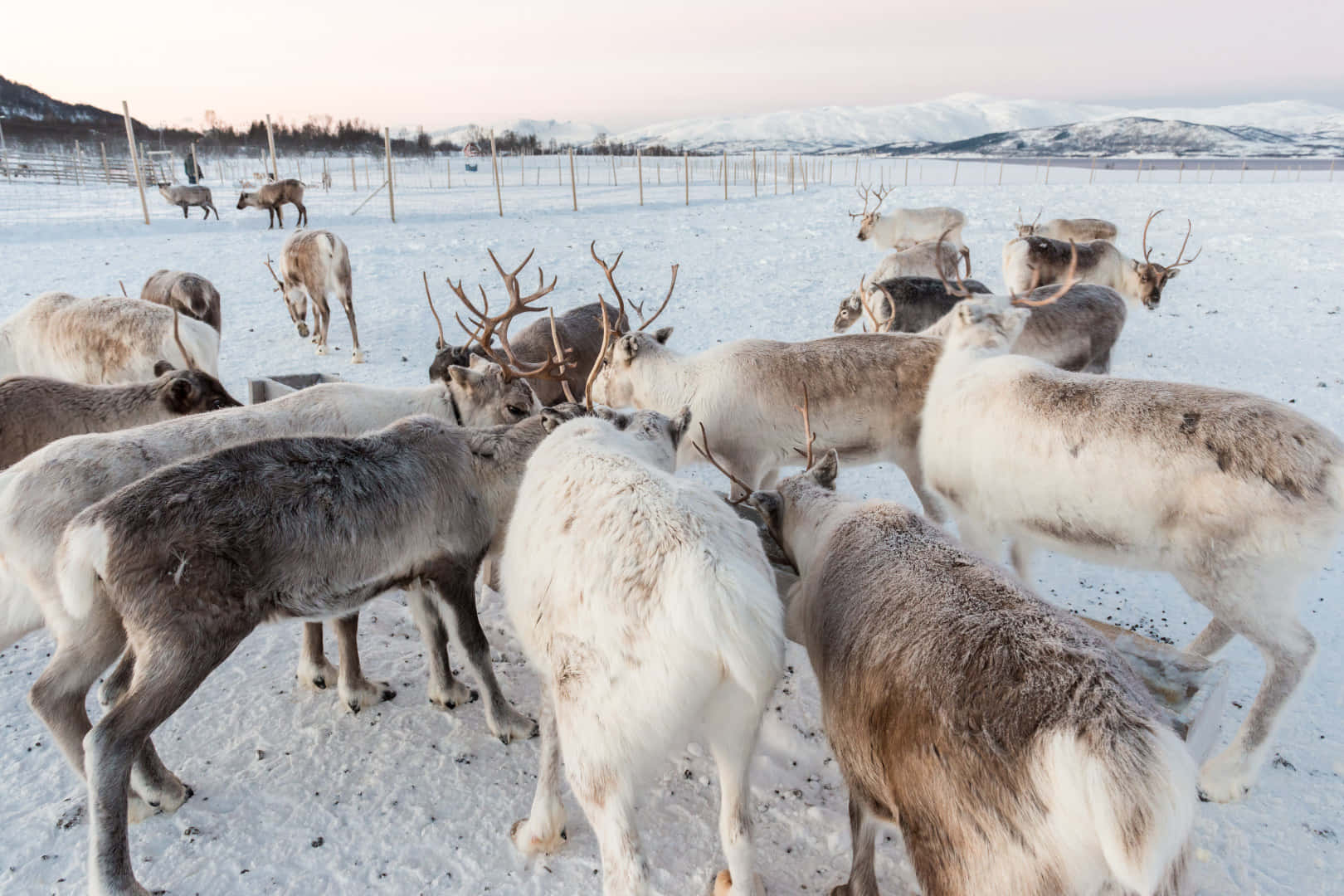 A Large Herd of Reindeer in Northern Lapland