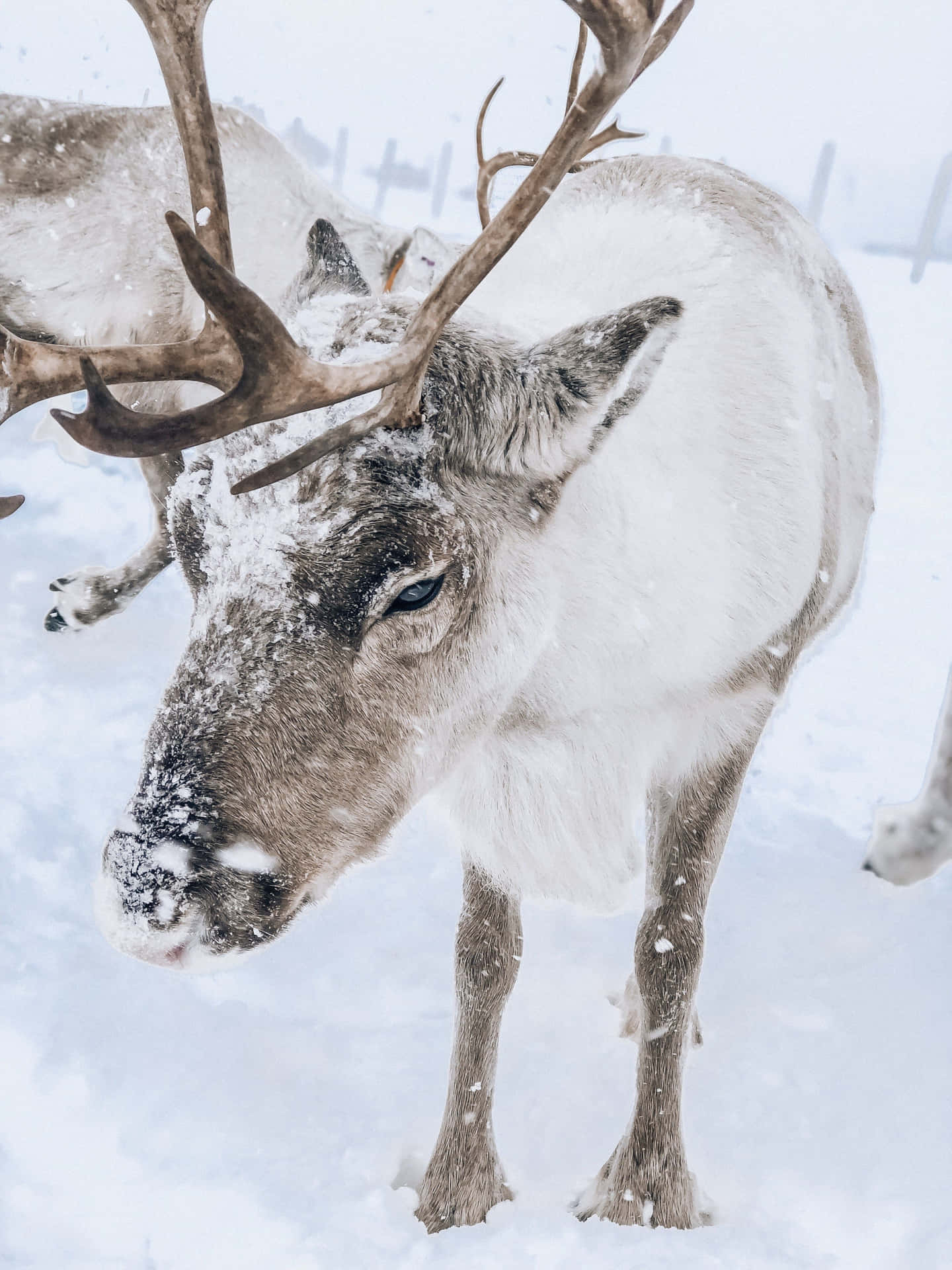 A wild reindeer sunning himself in the Scandinavian countryside