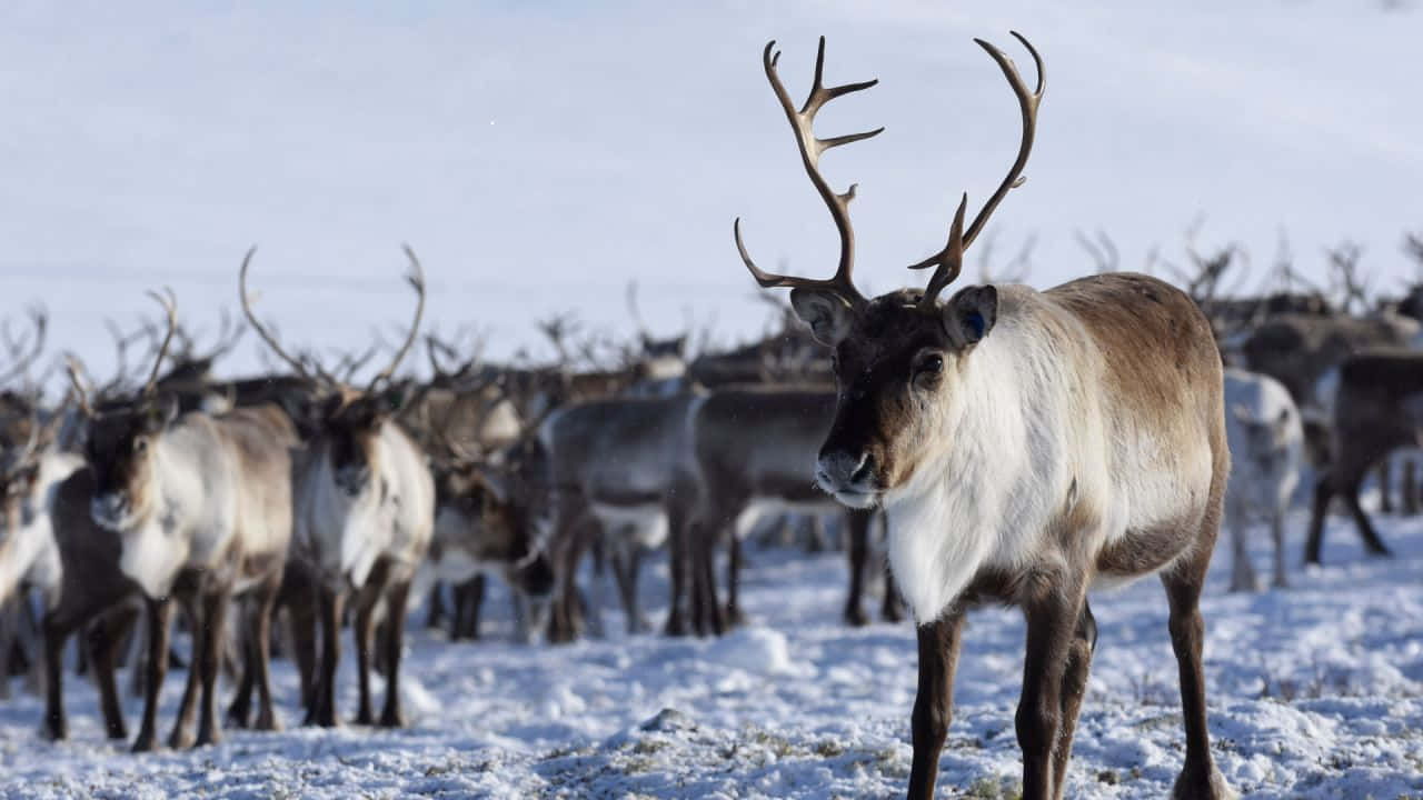 A reindeer peacefully stands in the snow
