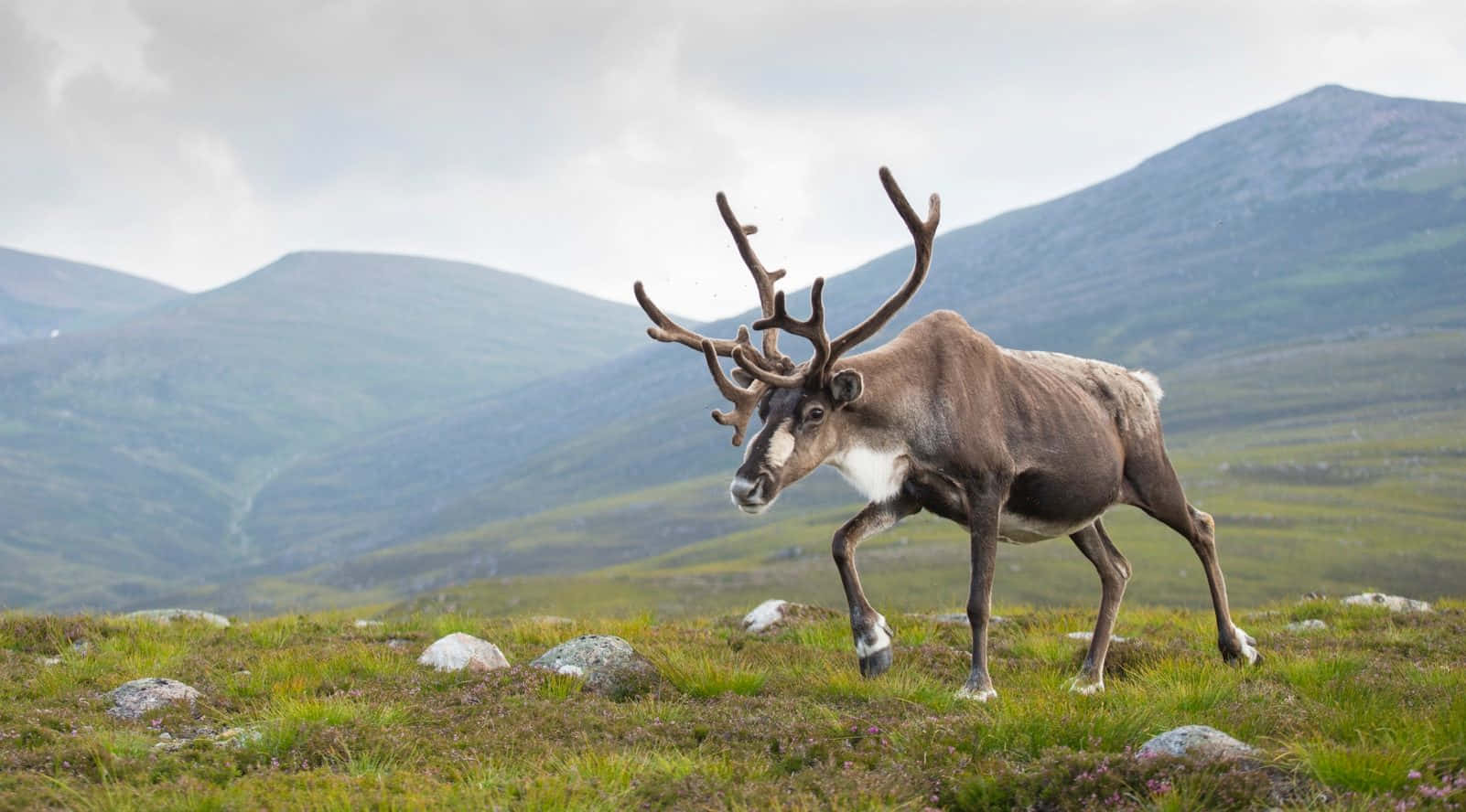 Reindeer in Winter Looking Towards a Snow-Capped Mountain