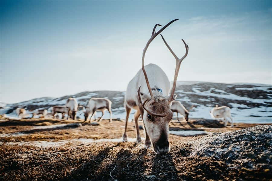 In Its Natural Habitat – A Reindeer in Snowy Environments