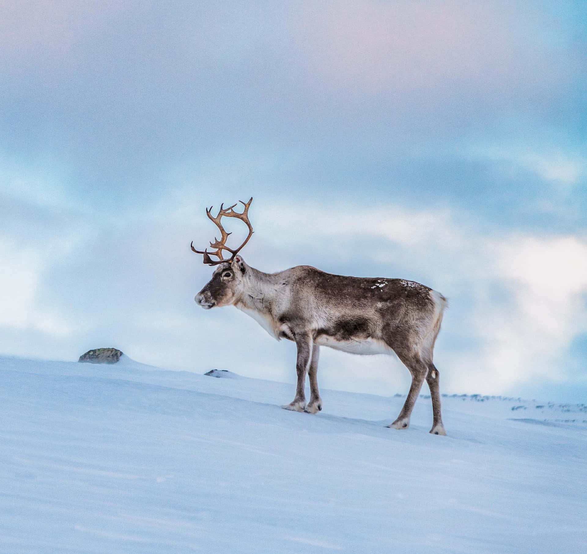 Reindeer In The Snow On A Snowy Hill