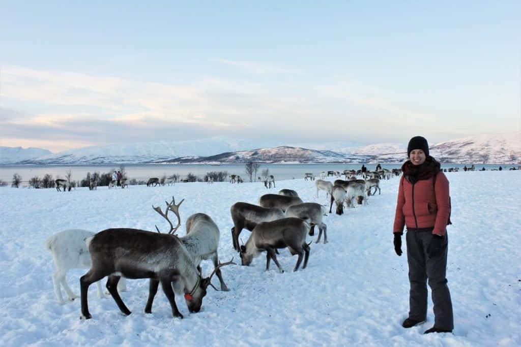 Njutav En Lugn Vinterpromenad