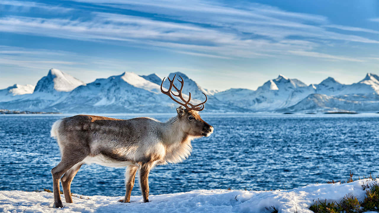 A Magnificent Reindeer in a Winter Wonderland