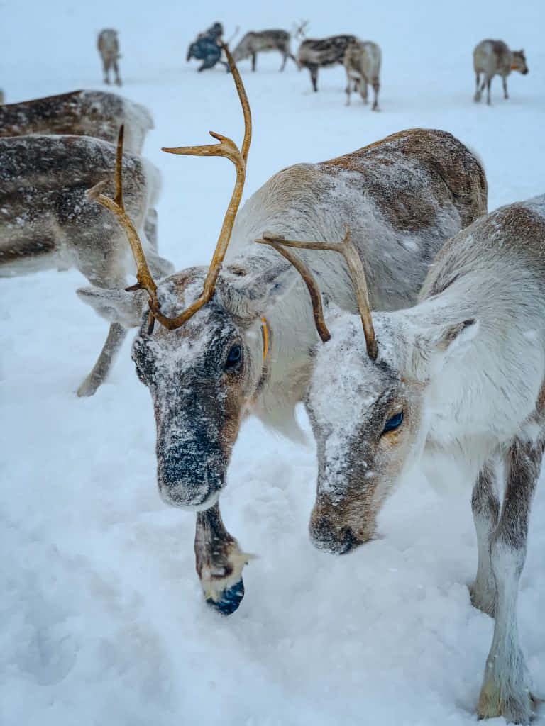 A herd of reindeer grazing peacefully in winter