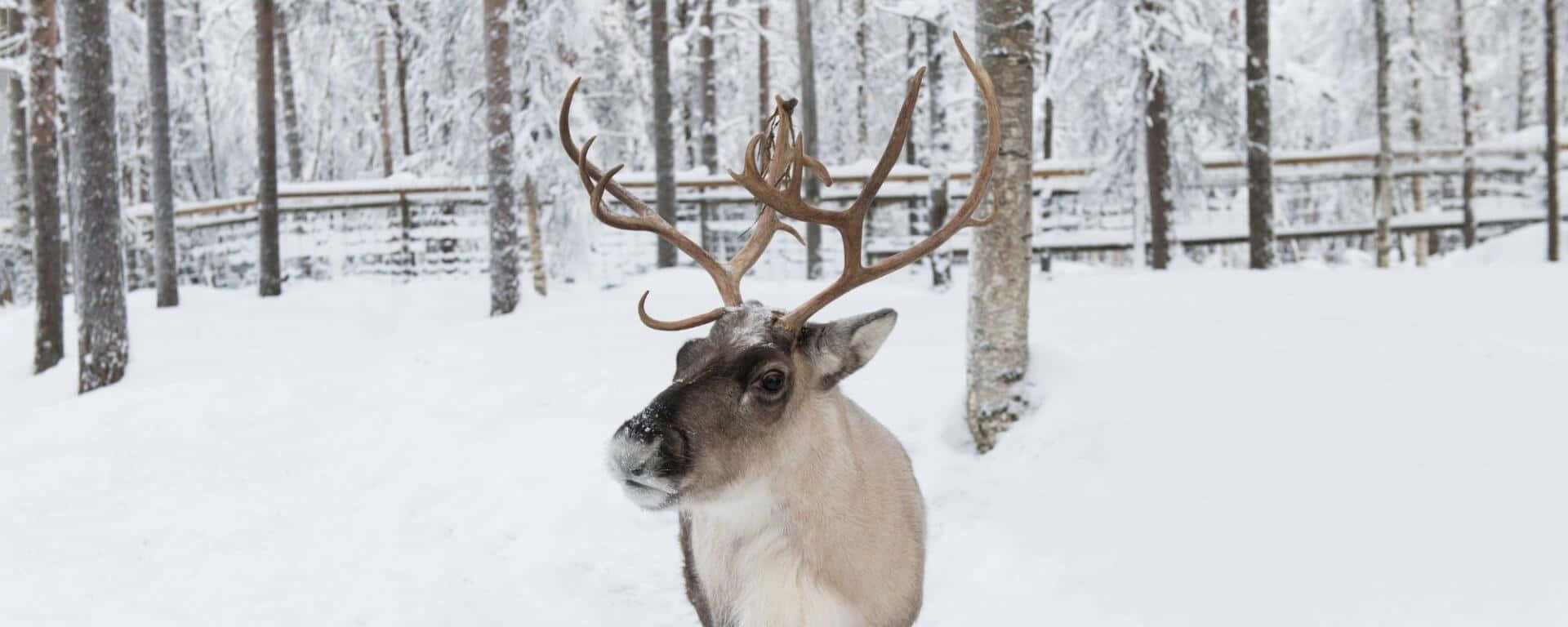 Majestic Reindeer in its Natural Habitat