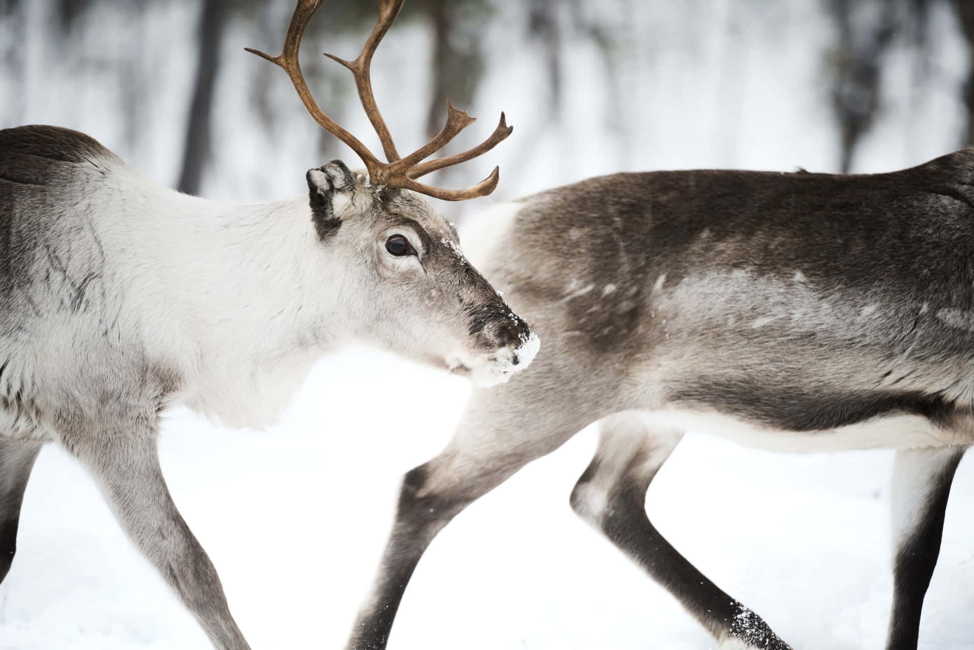 A reindeer rides through a snow-covered forest.