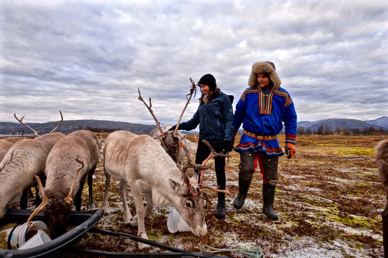A Reindeer Frolics in the Winter Landscape