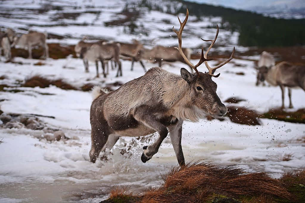A Reindeer enjoying in the snow during winter