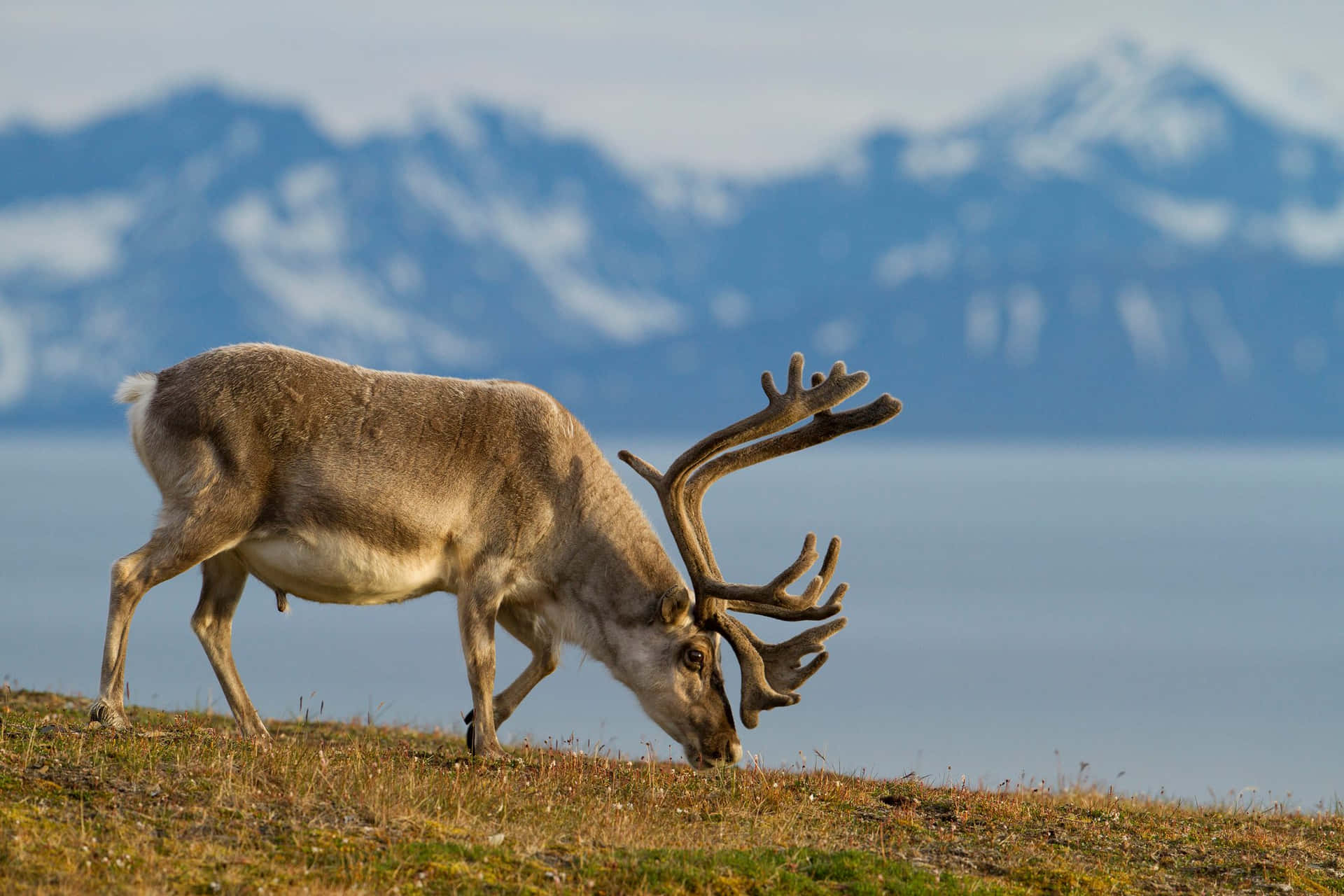 A herd of sleek and majestic reindeer roams through a picturesque snow-covered winterland.
