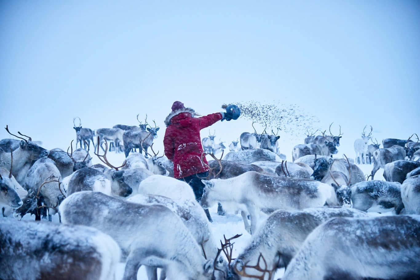 A Man Feeding Reindeer In The Snow