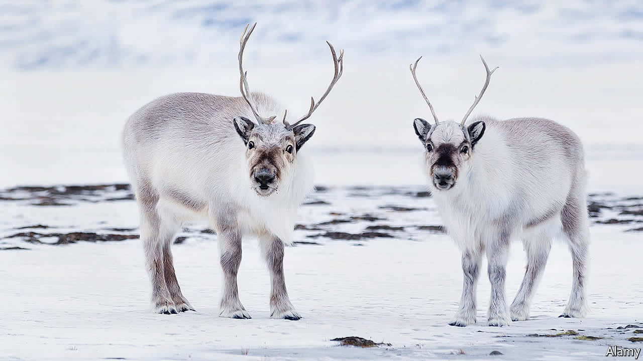 A Majestic Reindeer Grazes in a Winter Wonderland