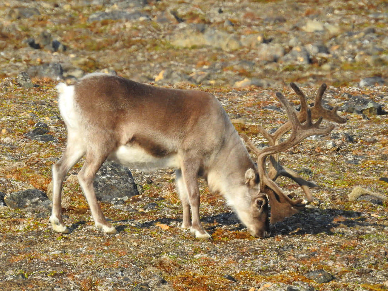 "A Giant Herd of Reindeer Roaming in The Arctic"